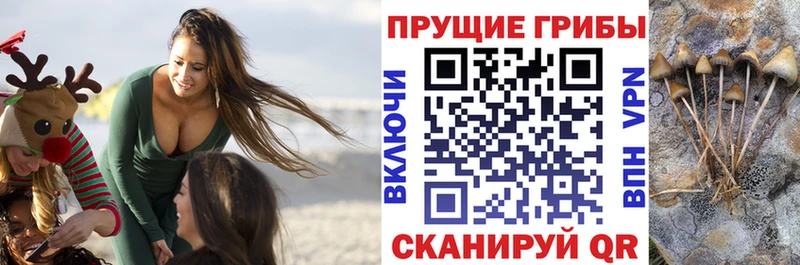 Галлюциногенные грибы Psilocybine cubensis  Зеленодольск 
